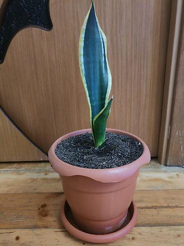 gence baki: Sansevieria (Qayın dili) – saksı bitkisi - Növ: Sansevieria — 1