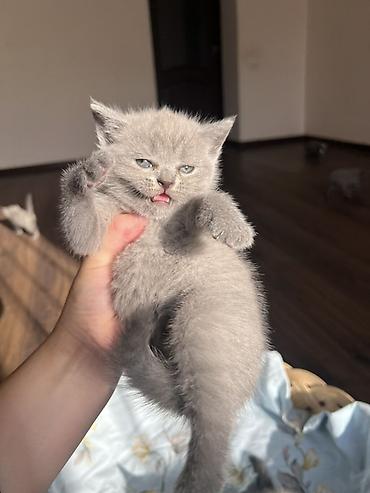 мал кой: Британцы породистые котята
Котята приучены к лотку 🌸 — 1