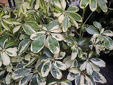 Ostale kućne biljke: Filadendron, velika biljka sa prve slike je 1000, Chlorophytum sa — 7