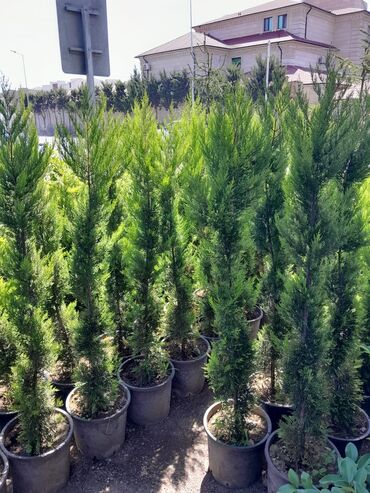 Toxumlar: Qazon satışı təbii və süni Qazonlarımız satışda mövcuddur təbii — 4