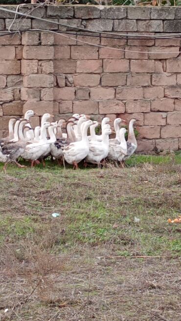 Qazlar: Erkək, | Linda, Damazlıq, Ünvandan götürmə — 2