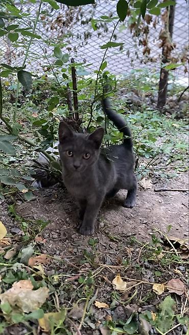отдам котят в добрые руки: Котята домашние, разного окраса: - дымчатый серый короткошёрстный — — 2