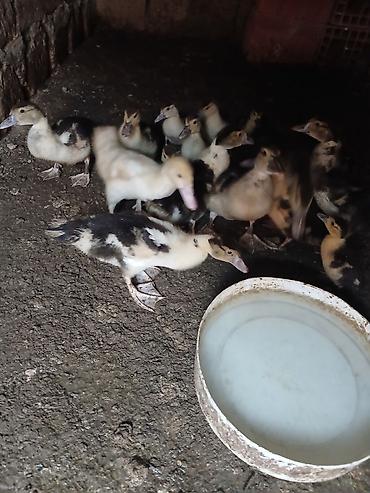 qus nömreleri: Pekin ördəyi balaları - Növ: Pekin (ağ və qarışıq rəngli ləkəli — 2