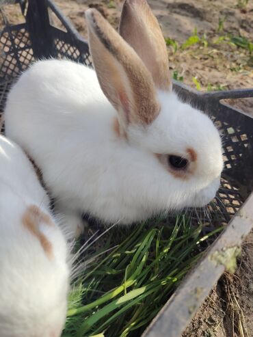 Dovşanlar: Ağ tüklü, qəhvəyi ləkəli dovşan - Yumşaq, sıx örtüklü ağ yun — 1