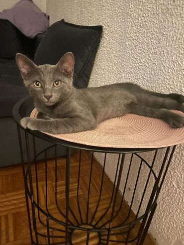 Mačke: Na prodaju rusko plavo mace. Muzijak,ociscen od