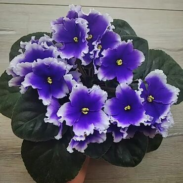 лента для подарков: Продаю сортовые, коллекционные фиалки 🌿🌺🌿:деткистартеры.