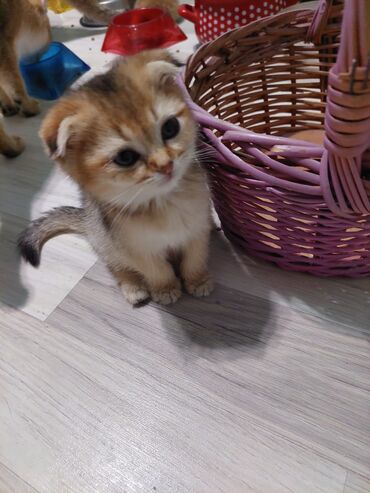 Pişiklər: Qızıl şinşilla, Dişi, Ünvandan götürmə — 4