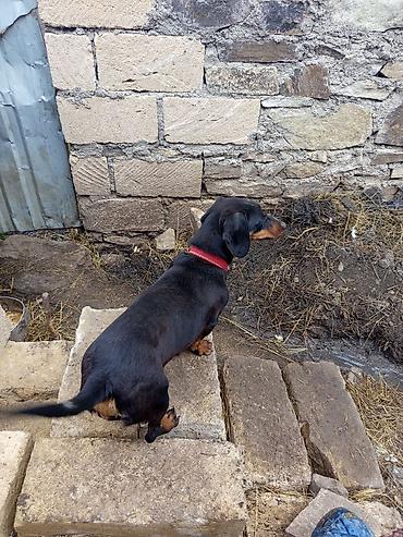heyvan yemlərinin satışı: Məhsul: Qısa tüklü taksa (Dachshund) iti Təsvir: - Rəng: qara-tan — 1