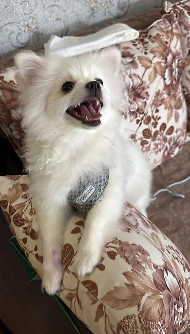 pomeranian: Şpitz, 7 ay, Dişi, Peyvəndli — 4