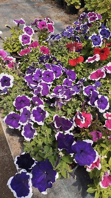 bənovşəyi gullər: Məhsul: Saksıda petuniya (Petunia) dekorativ çiçəklər Təsvir: - Rəng — 3