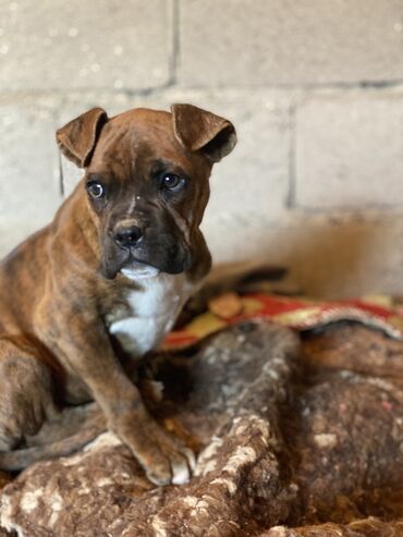 костюмы для собак: Щенок среднего размера с короткой шерстью тигрового (бриндл) окраса и