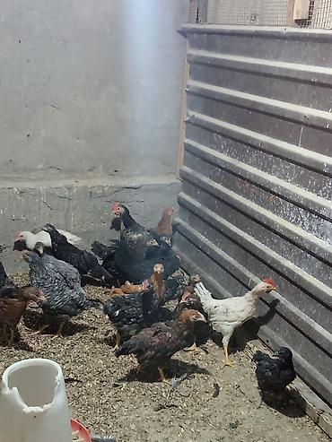 meyn kun qiymeti: 3 ay yarımlıq kənd cücələri. 4 manatdır — 2