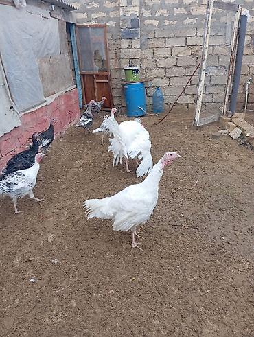 Yumurta: Məhsul: Hind quşu yumurtası mayali — 12