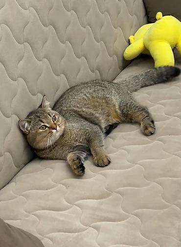 shinshilla: Qızıl şinşilla, Erkək, Cütləşmə üçün — 2