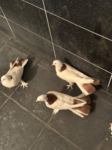 Digər quşlar: 1 nesil eni quyruq badam sari boyun qirmizi boyunan toreme 7 eded — 2