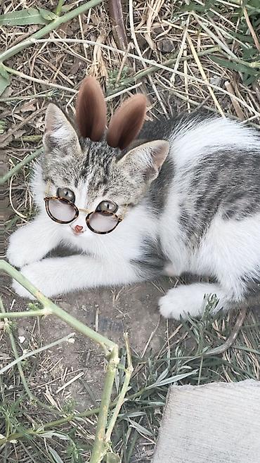 коён ош: 🐱 Отдам котят в добрые руки БЕСПЛАТНО! Даром 😔💔. Очень срочно! Ищем — 7