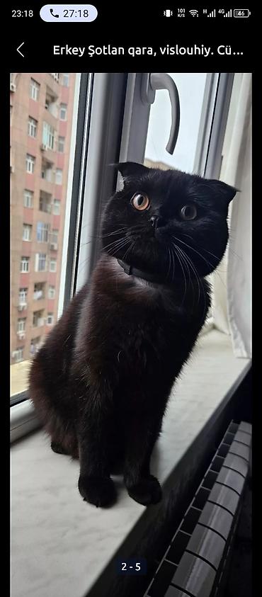 Pişiklər: Şotland — 14