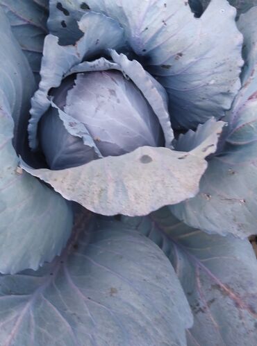 купить свежую капусту: Капуста Краснокачанная