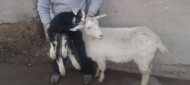 зааненский козы: Продаю | Коза (самка), Козлёнок | Зааненская, Нубийская | Для молока