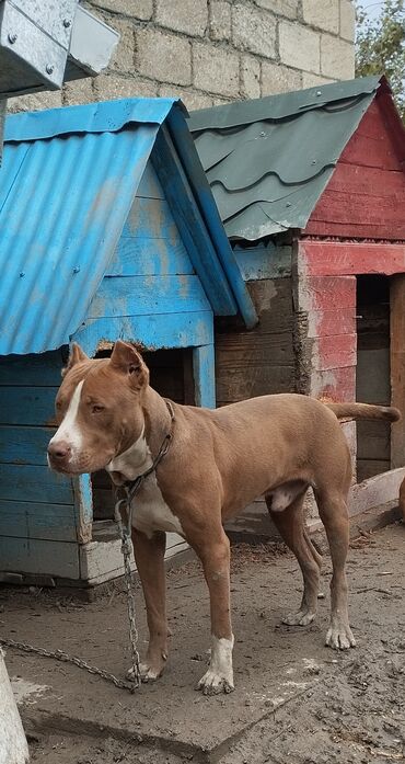 Akvariumlar: Pitbul, Erkek