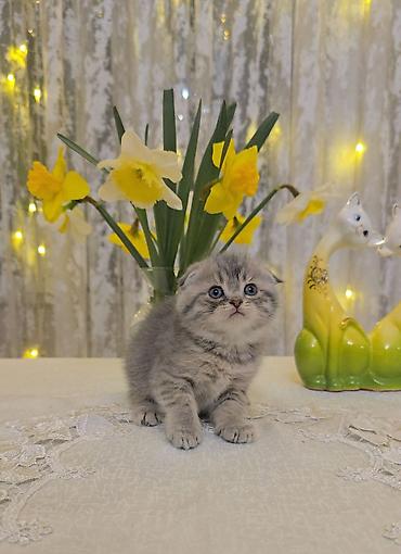 Pişiklər: Şotland — 2