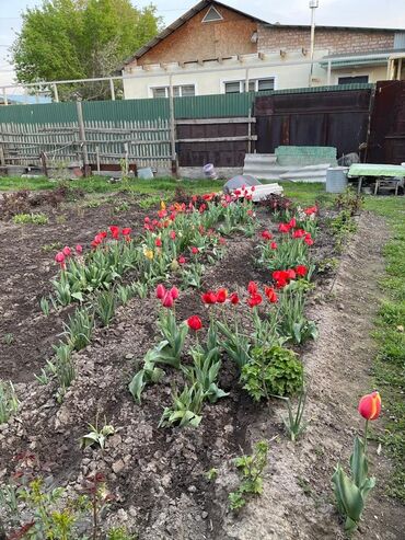 Продажа домов: Барачный, 65 м², 3 комнаты, Риэлтор, Старый ремонт at lalafo.kg — 12 Продажа домов: Барачный, 65 м², 3 комнаты, Риэлтор, Старый ремонт — 12