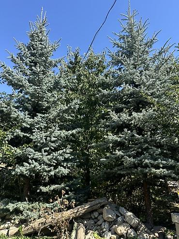 молочай цветы: Ель голубая (Picea pungens ‘Glauca’) — зрелые ландшафтные деревья — 1
