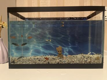 Dördbucaq akvarium, Balıqlarla birlikdə, 5 l, Ünvandan götürmə, Ödənişli çatdırılma