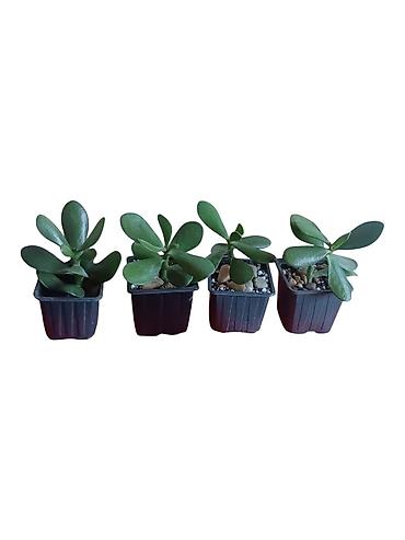 patuljasta banana: Sukulenti – Crassula ovata (drvo novca), mlade biljke u plastičnim — 1