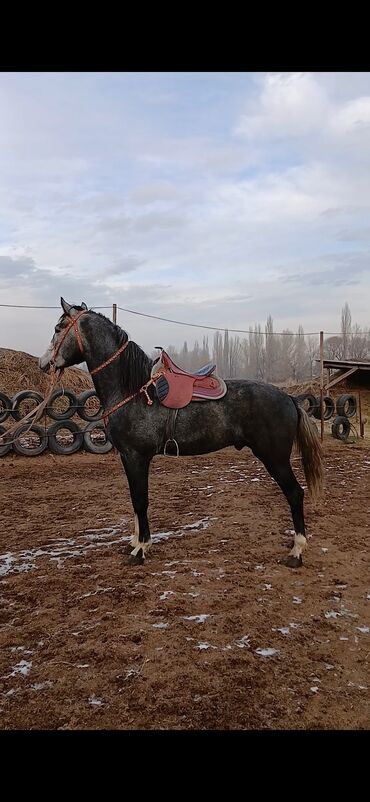 эгер ат: Сатам | Жылкы (эркек), Байтал | Кара Жорго | Көбөйтүү үчүн, Жумушка, Ат спорту | Асыл тукумдуу, Жасалма жол менен боозутуу