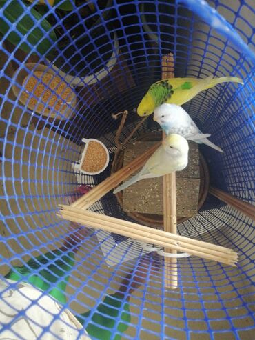 Akvarium aksessuar və ləvazimatları: Mavi torlu qəfəsin içərisində üç fərqli rəngdə tutuquşu var. Quşların