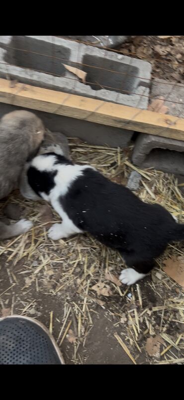 Продажа собак: Алабай, 2 месяца, Самка, С прививкой, С родословной — 15