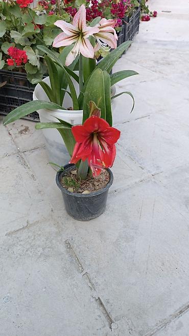 sitili: Satışda: dekorativ otaq və bağ bitkiləri - Echinopsis tipli tikanlı — 10