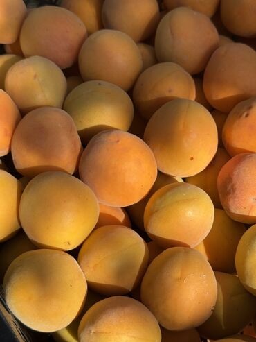 ночной автобус бишкек ат башы номер телефона: Местный абрикос🍑 Бишкек Орто-сай/ Көк-жар
1 Кг 90 сом 

На заказ