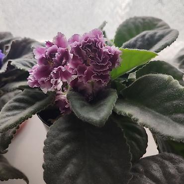 Бөлмө өсүмдүктөрү: Фиалка. Цветущая. 300 сом. (сенполия) с махровыми цветами — 2