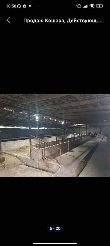 Сельхоз предприятия: Продаю Кошара, 50 соток, Действующий, Частично с оборудованием, Электричество, Канализация, Отопление at lalafo.kg — 12 Сельхоз предприятия: Продаю Кошара, 50 соток, Действующий, Частично с оборудованием, Электричество, Канализация, Отопление — 12