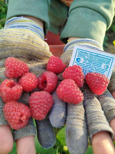 Малина: Малина Оптом — 3