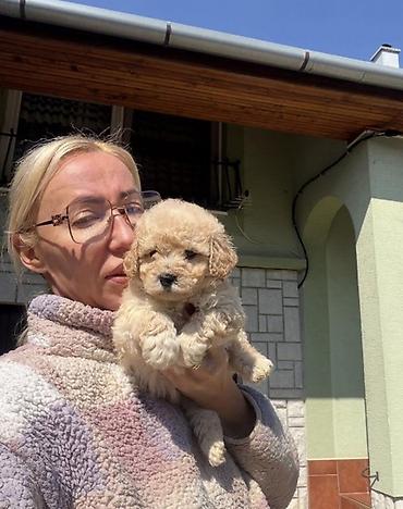 mini pomeranac: Maltipoo vrhunske genetike u registrovanoj odgaivacnici Bahu Djokovic — 3