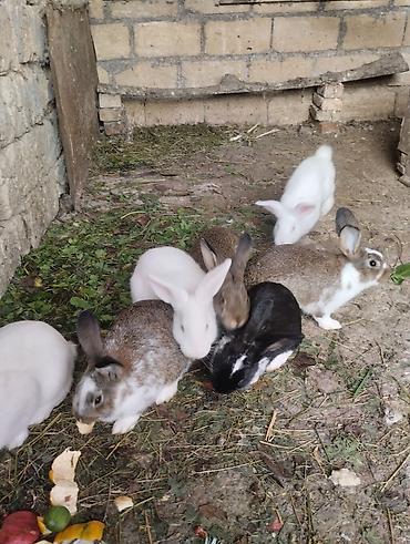 alman kurdu iti: Məhsul: Dovşanlar (bir neçə fərqli rəng və cins qarışıqları) Təsvir — 1