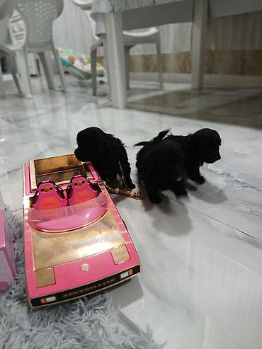 İtlər: Pudel, 2 ay, Dişi, Sənədli, Pulsuz çatdırılma — 2