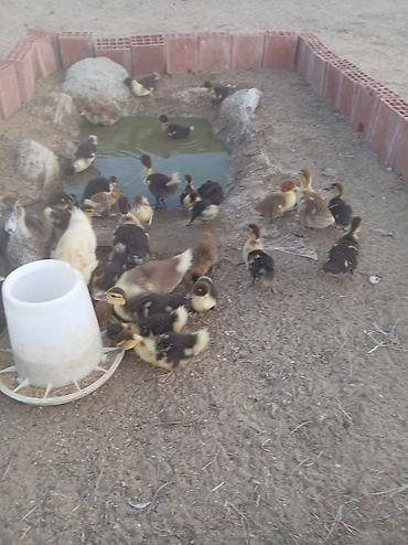 ördək balası və cücə: Muscovy ördəkləri – bala ördəklər - Cins: Muscovy (Hind ördəyi) - — 2