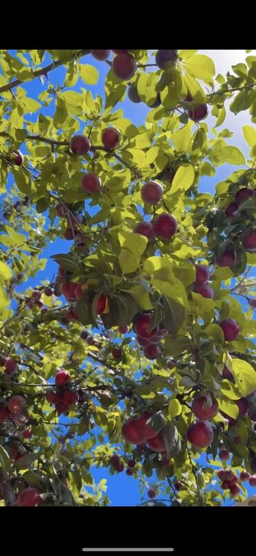 Həyət evləri və villaların satışı: Pirşağı qəs. 2 otaqlı, 90 kv. m, Yeni təmirli — 15