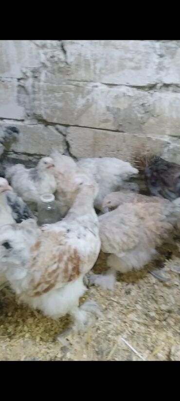 Cücələr: Toyuq cücələri, Damazlıq — 7