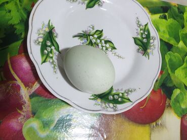 Boz toyuğların yumurtası