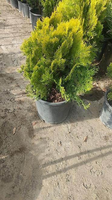 Tinglər: Dekorativ ağaclar gül çiçək qazon torf torpaq ağdaşlar satşi ağacların -da lalafo.az — 11 Tinglər: Dekorativ ağaclar gül çiçək qazon torf torpaq ağdaşlar satşi ağacların — 11