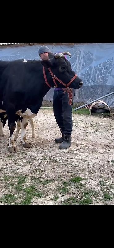 Inəklər, öküzlər: Südlük inək və balası - Cins: qara‑ağ (Holştin tipli) süd istiqamətli — 17