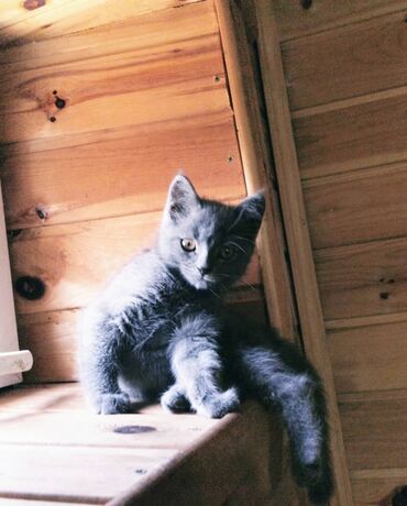абиссинский кот: Отдам в хорошие руки. котенка девочка 2 месяца.на лоток ходит