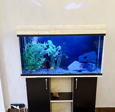 Polo köynəklər: Akvarium servisi
Akvarium təmizləmə xidməti