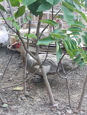 tap az goyercin satisi: Cins lal ördək balaları. Macar. krasnadar (Qırmızı — 10
