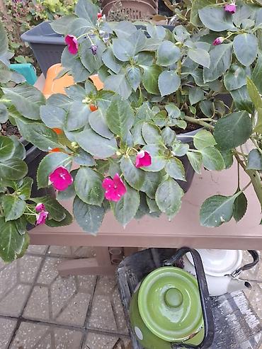 kalistamon gulu: Impatiens (Balsamin) saksı gülü – canlı çəhrayı çiçəklərlə - Bitki — 4